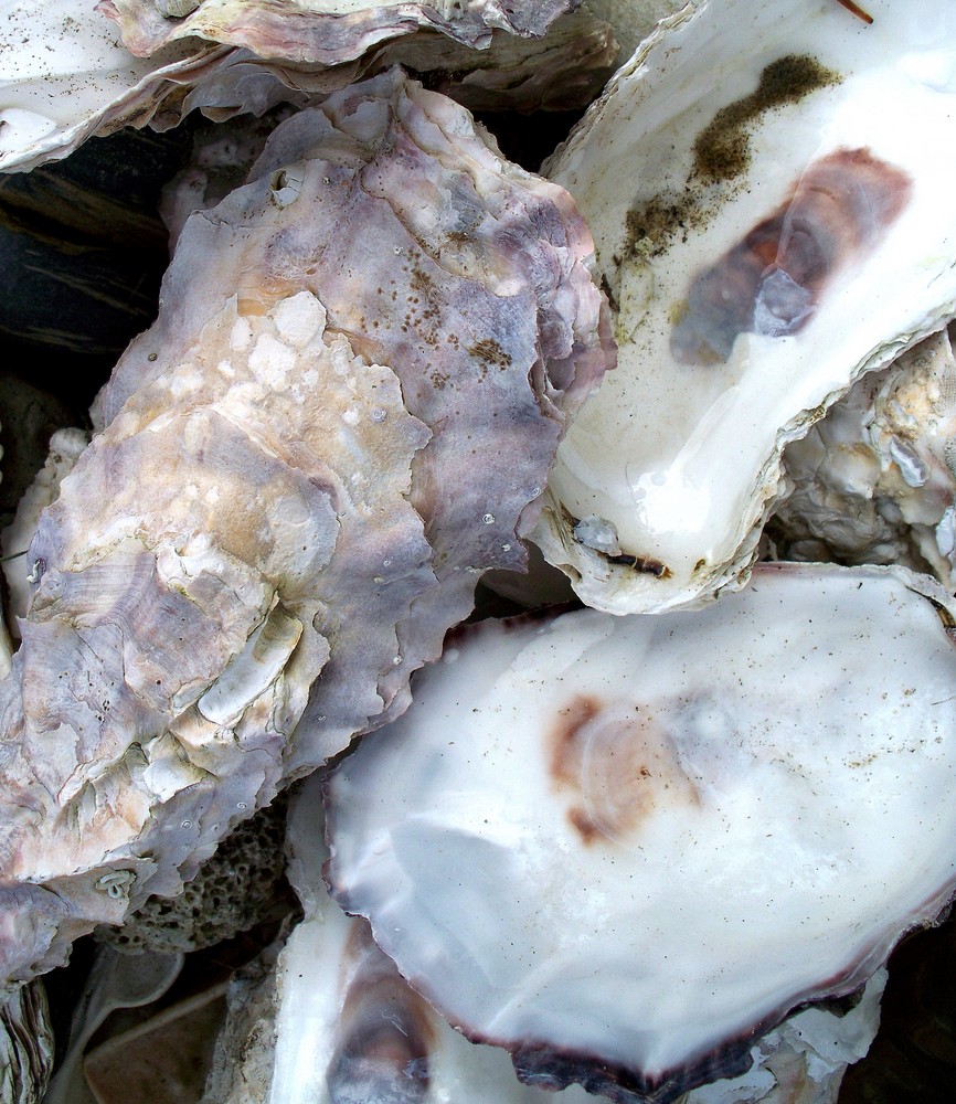 Oyster Shells