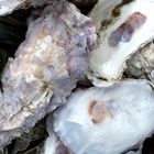 Oyster Shells