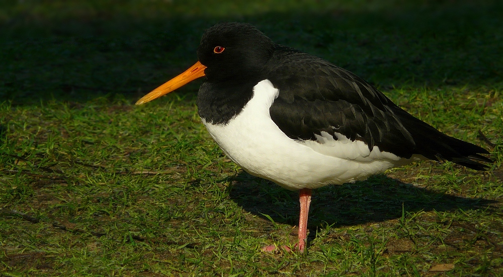 Oystercatcher