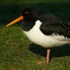 Oystercatcher