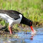 Oystercatcher