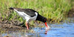 Oystercatcher