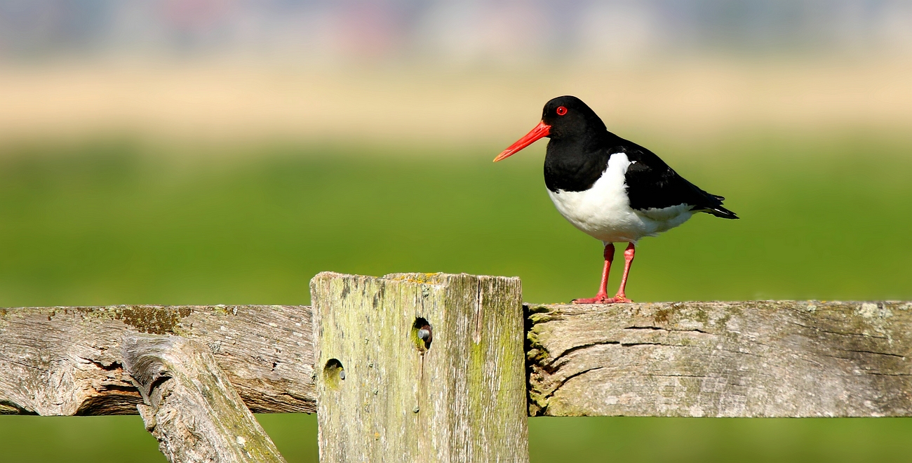 Oystercatcher