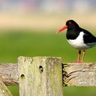 Oystercatcher