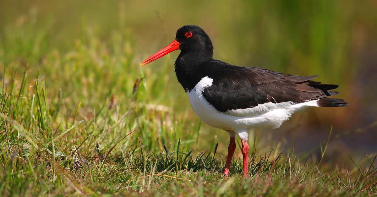 Oystercatcher 