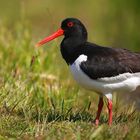 Oystercatcher 