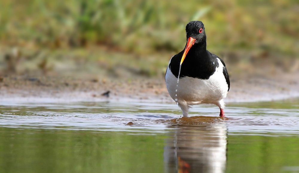 Oystercatcher