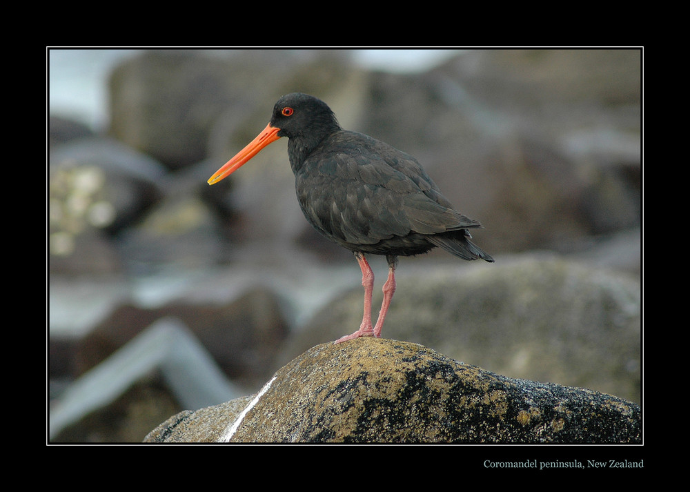 Oystercatcher