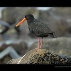 Oystercatcher