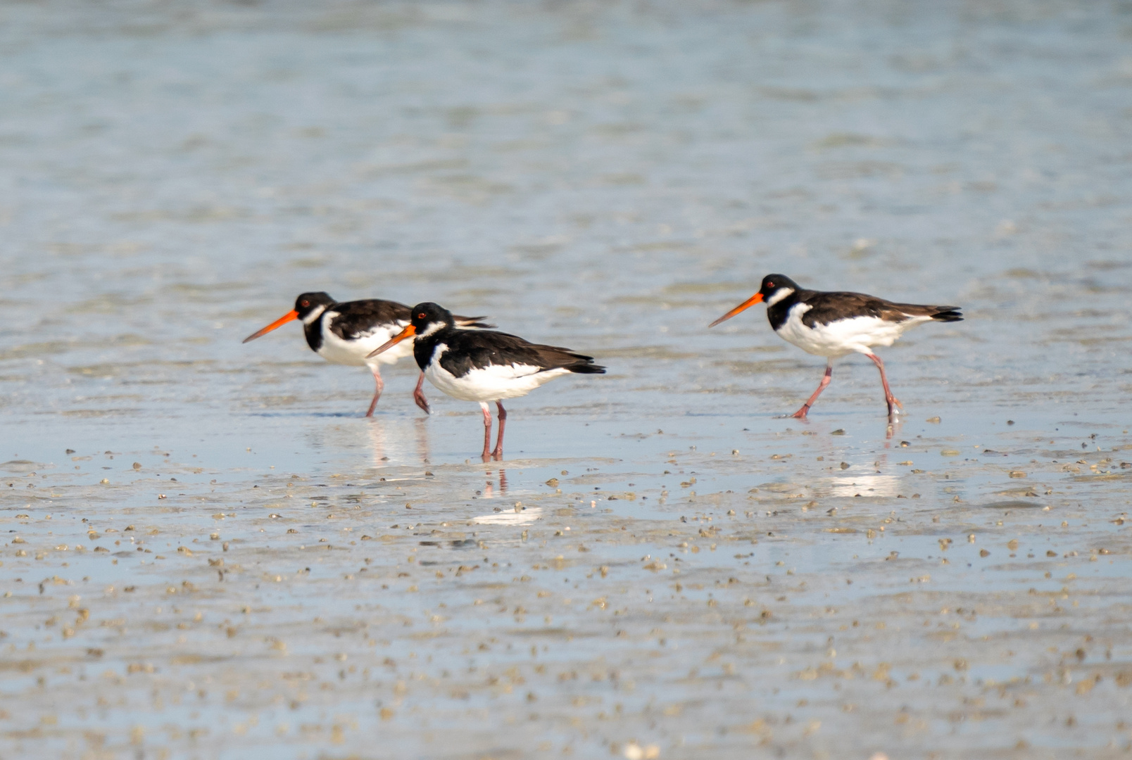 Oystercatcher