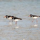 Oystercatcher