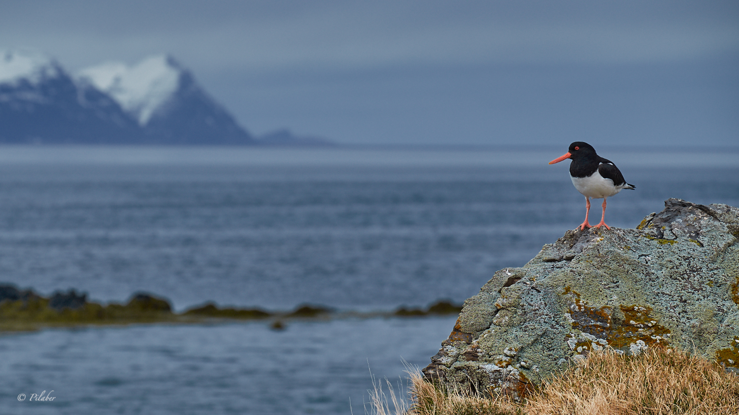 Oystercatcher