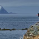 Oystercatcher