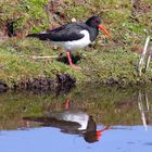 oystercatcher as a meadow bird