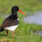 Oystercatcher
