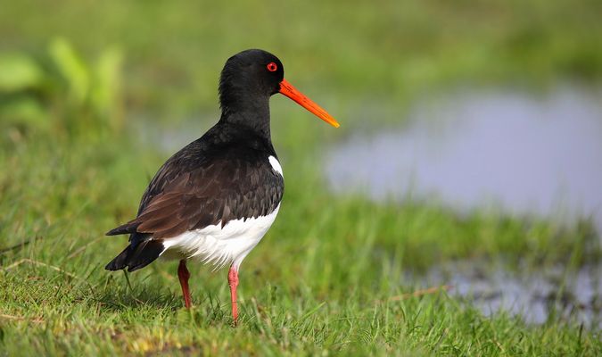Oystercatcher