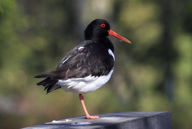 Oystercatcher