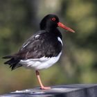 Oystercatcher