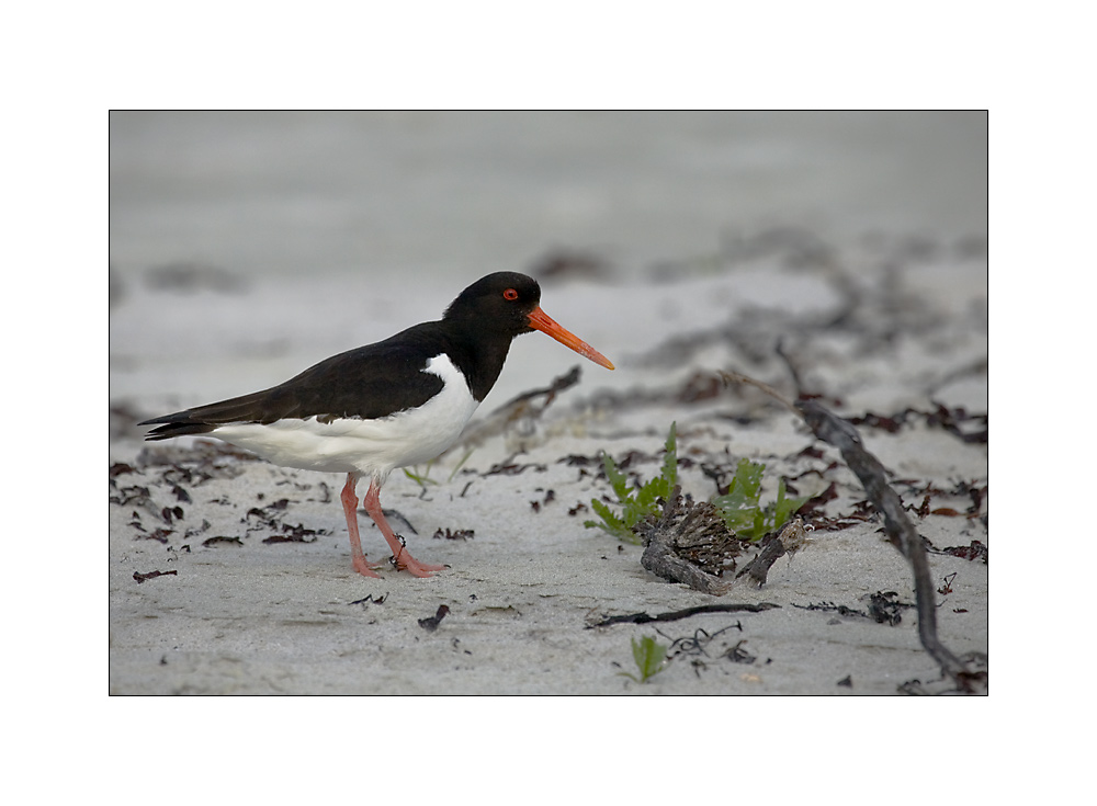 ... oystercatcher ...