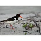 ... oystercatcher ...