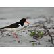 ... oystercatcher ...