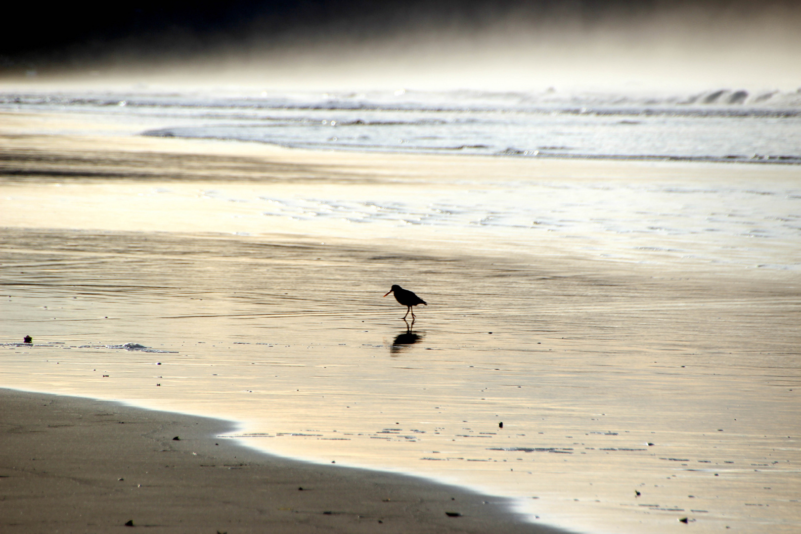 Oystercatcher