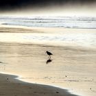 Oystercatcher