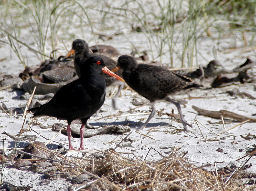 Oystercatcher mit Küken