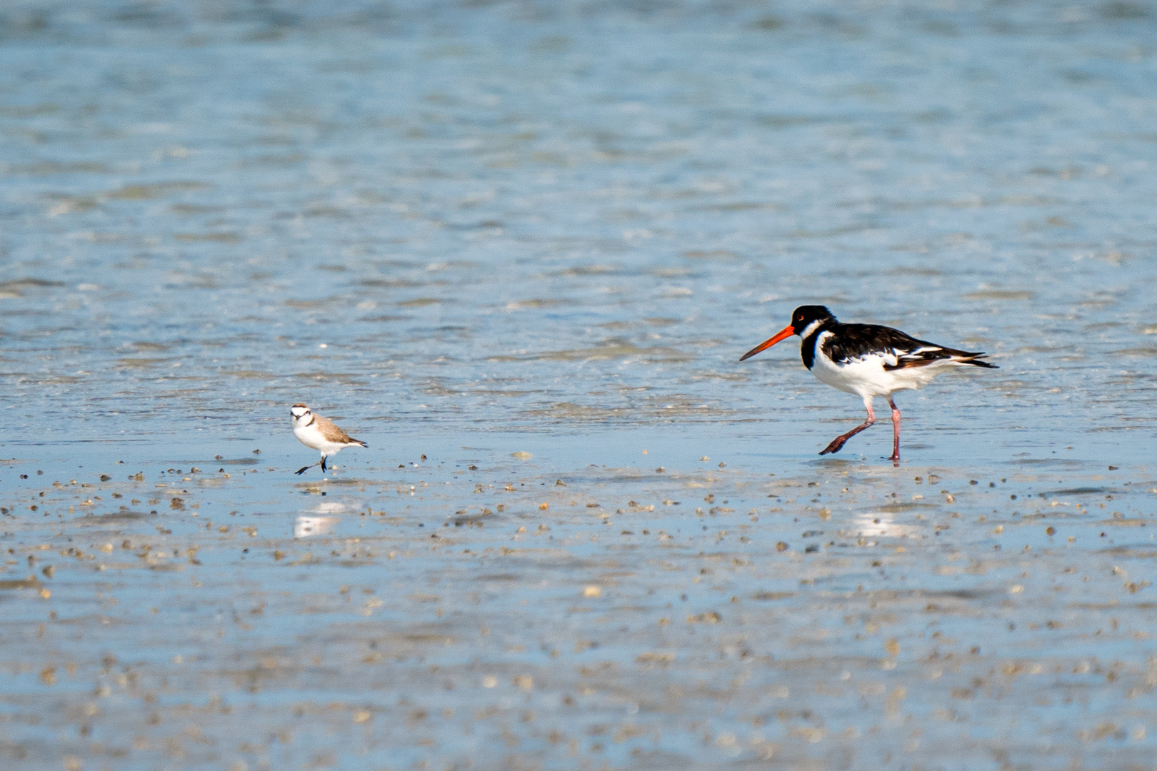 Oystercatcher vs Plover 