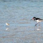 Oystercatcher vs Plover 