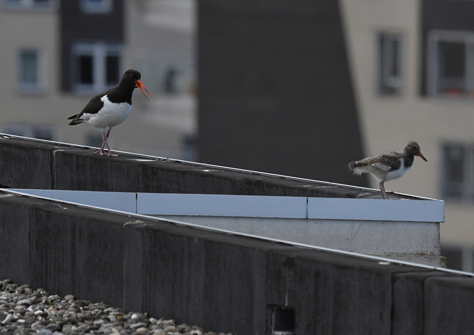 Oystercatcher with young ..