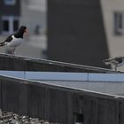 Oystercatcher with young ..