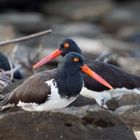 Oyster_Catcher_03_1920x1200