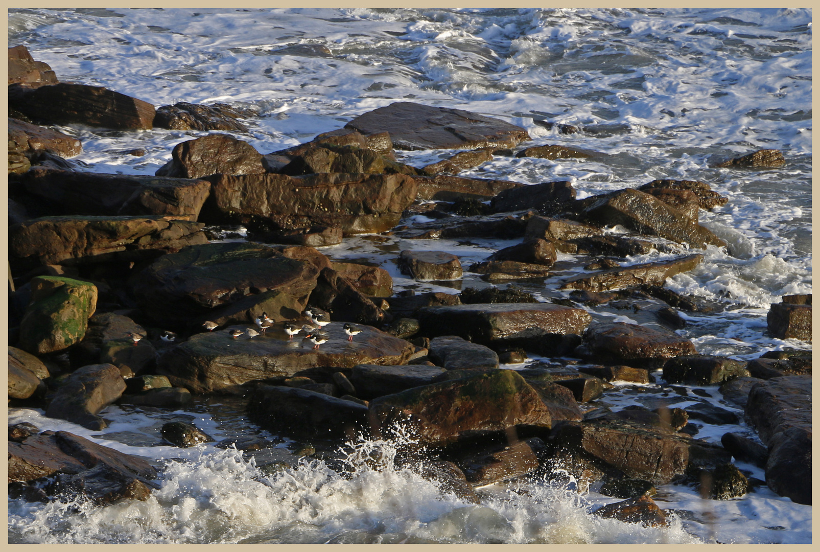 oystercatchers ar seaton sluice