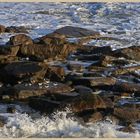 oystercatchers ar seaton sluice