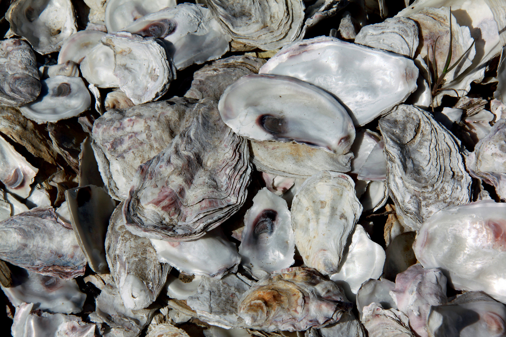 Oysters