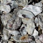 Oysters