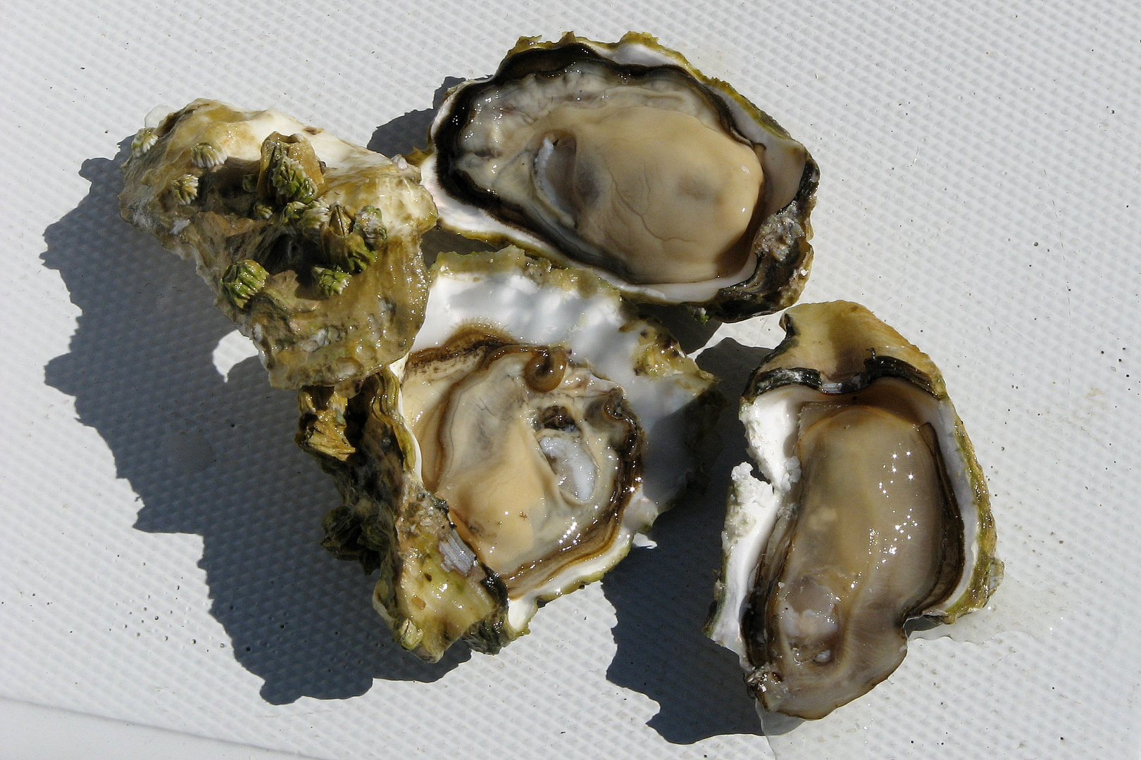 Oysters