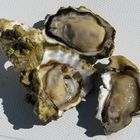 Oysters