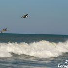 Ozean und Pelikane