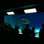 Ozeanaquarium im Meereszentrum Fehmarn