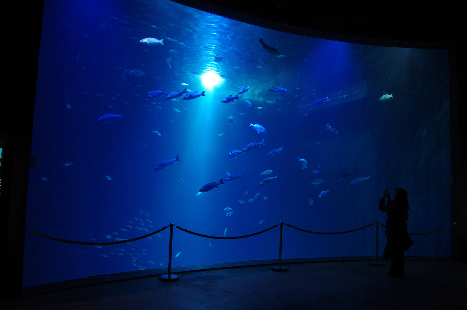 ozeaneum