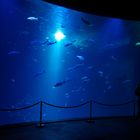 ozeaneum