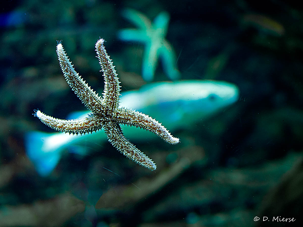 Ozeaneum Stralsund