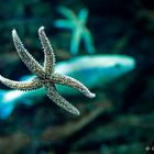 Ozeaneum Stralsund