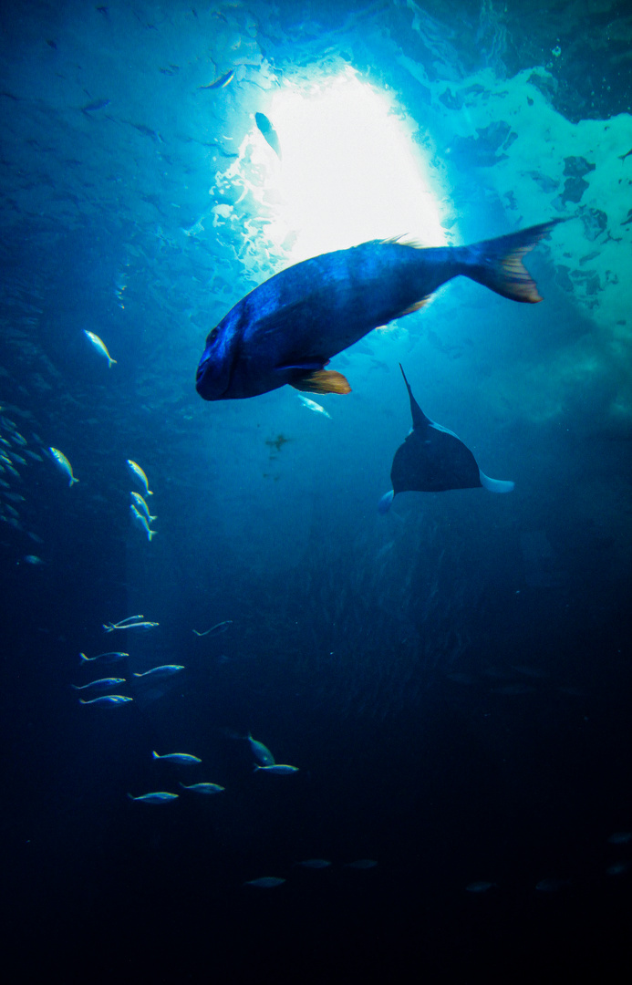 Ozeaneum Stralsund, 28.02.2012