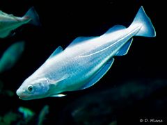 Ozeaneum Stralsund