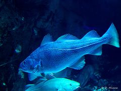 Ozeaneum Stralsund