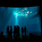 Ozeaneum Stralsund