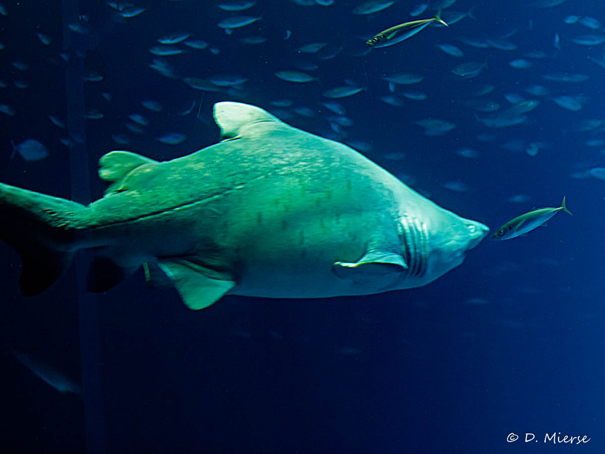 Ozeaneum Stralsund